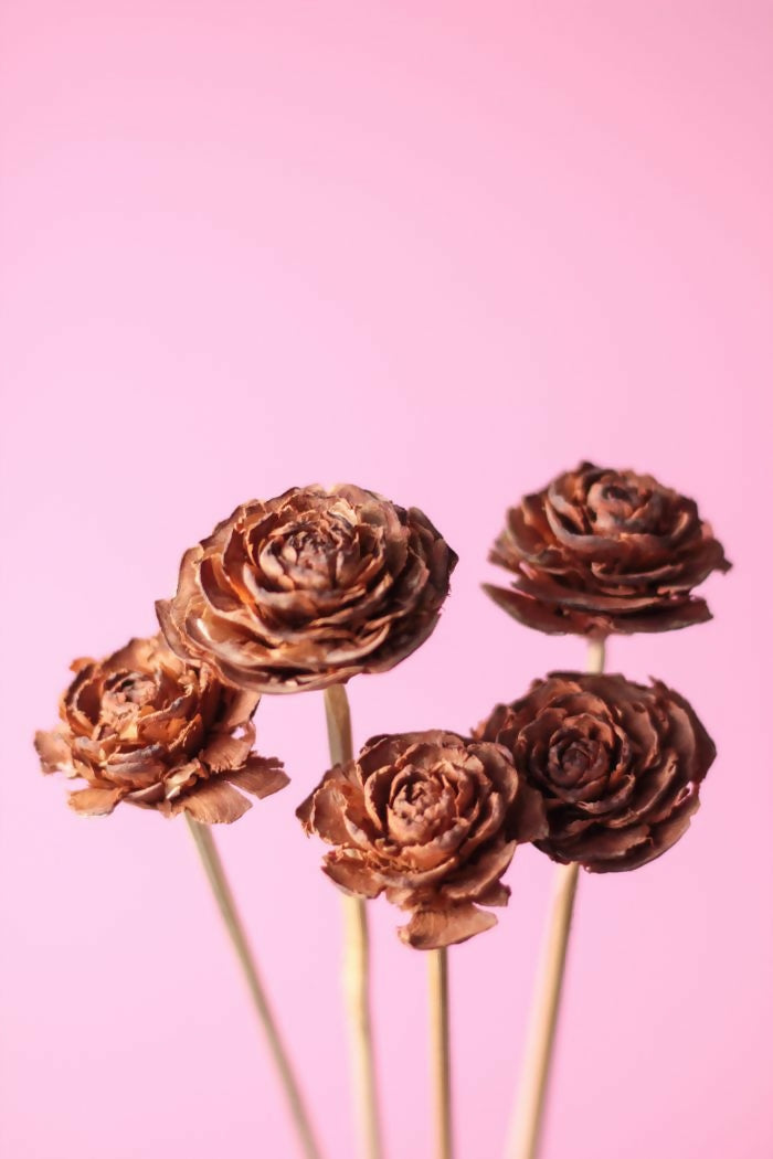 rosa de cedro 2
