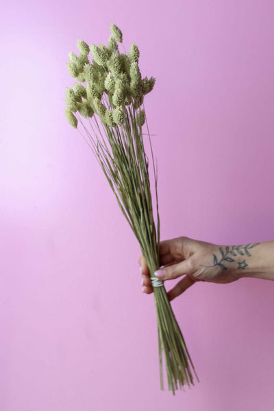 phalaris