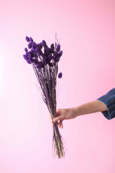 phalaris morado