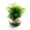 Palmera Neanthe Pecera