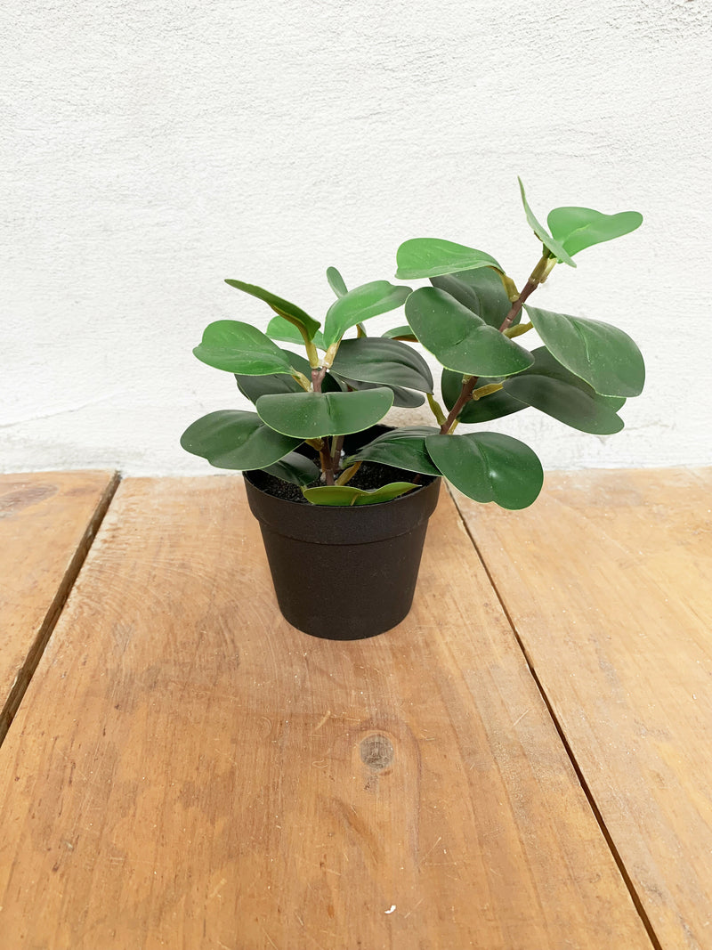 PEPEROMIA