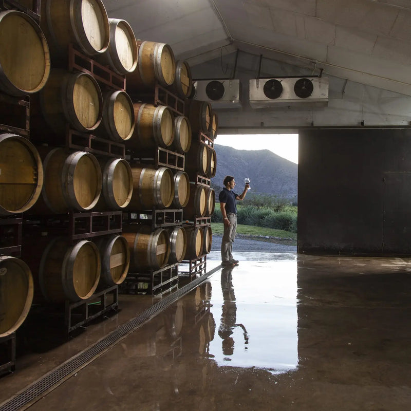 Enólogo catando vino en la sala de barricas, parte de la experiencia del tour y degustación de vinos premium en Besoain Wines.