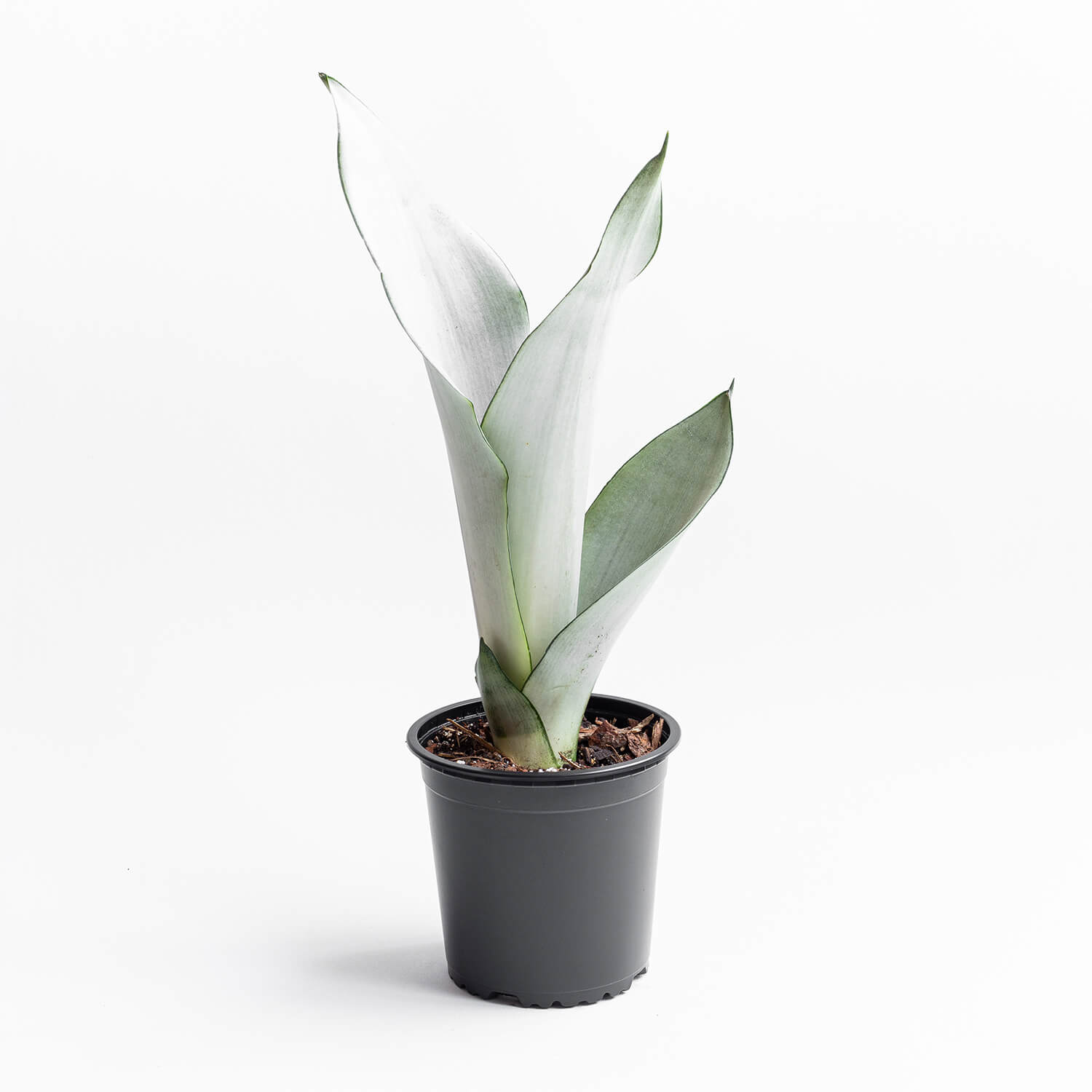 Sansevieria Moonshine