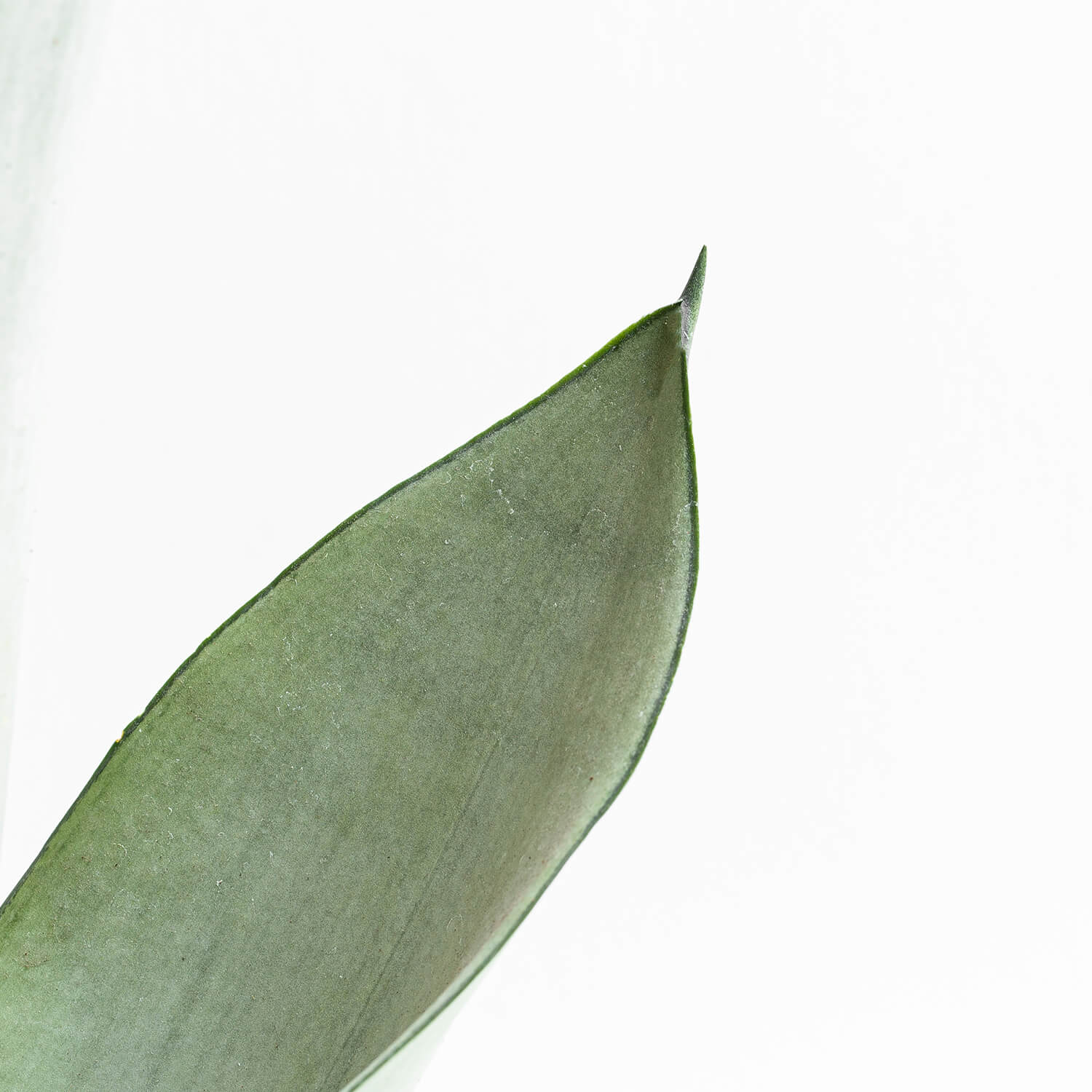 Sansevieria Moonshine