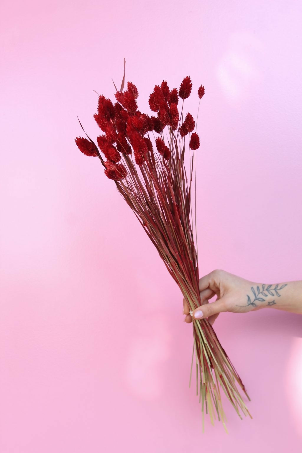 Phalaris Rojo Bazared Cl