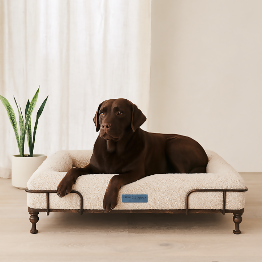 Essential + soho beige  con labrador cuadrada