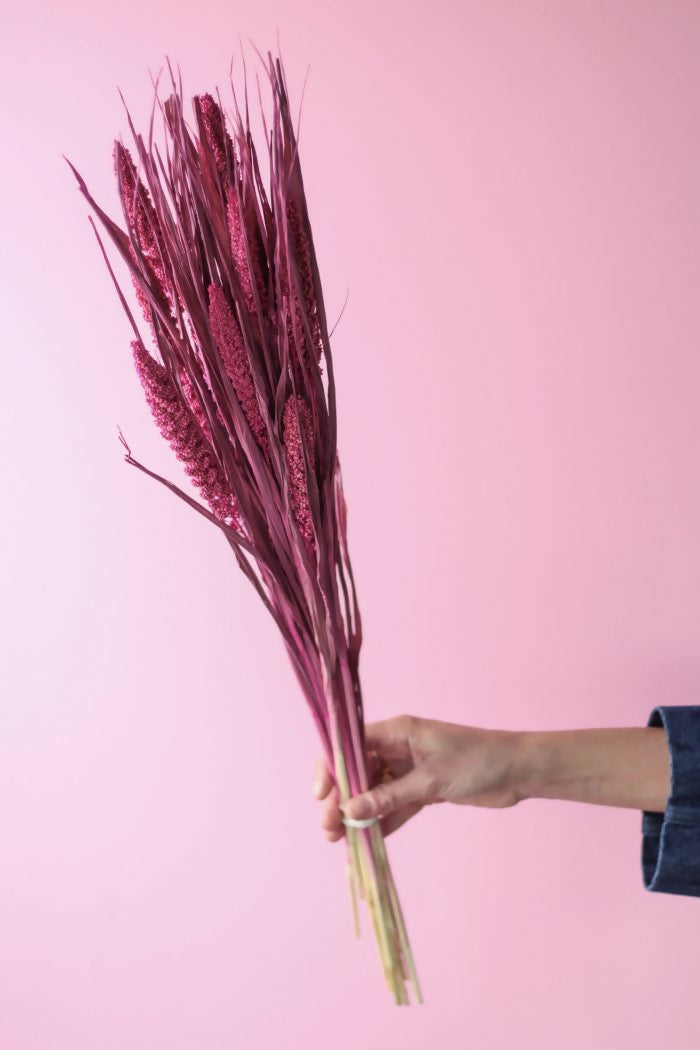 SETAREA ITALICA FUCSIA 2
