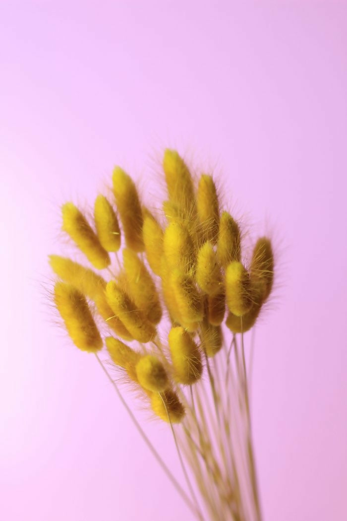 bunny tail amarillo 2