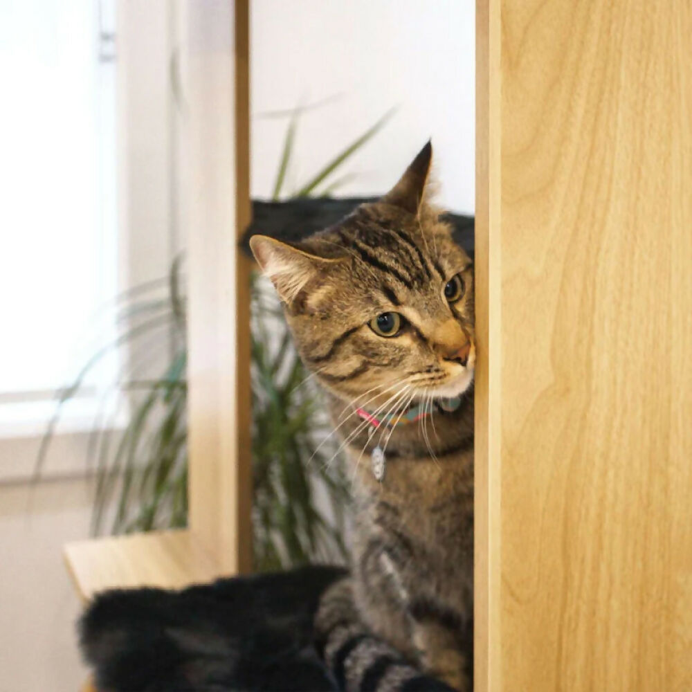 Árbol para gato Cali con lámpara