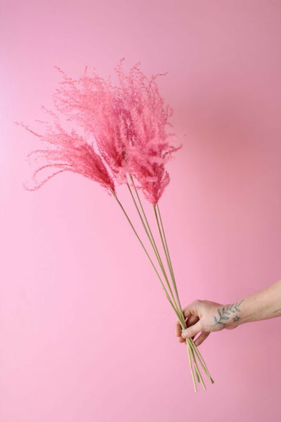 miscanthus rosado