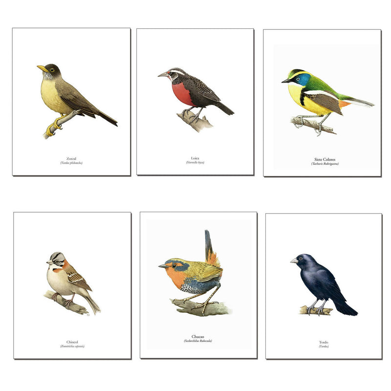 Pack de 6 láminas para enmarcar de Pájaros Chilenos diseño 1