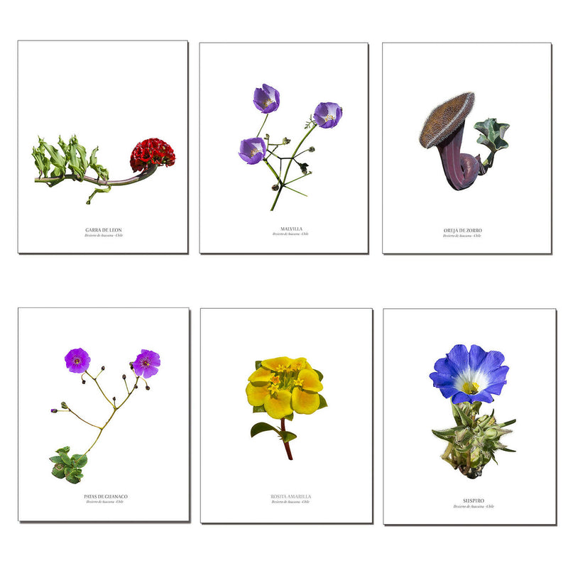 Pack de 6 láminas para enmarcar de Flores del desierto de Atacama diseño 2