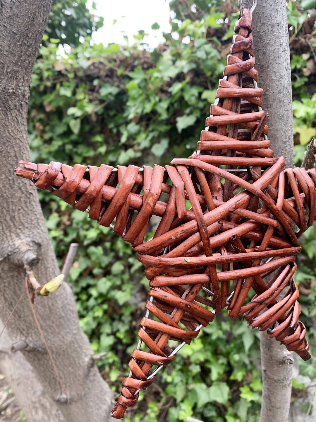 ESTRELLA TERRACOTA M