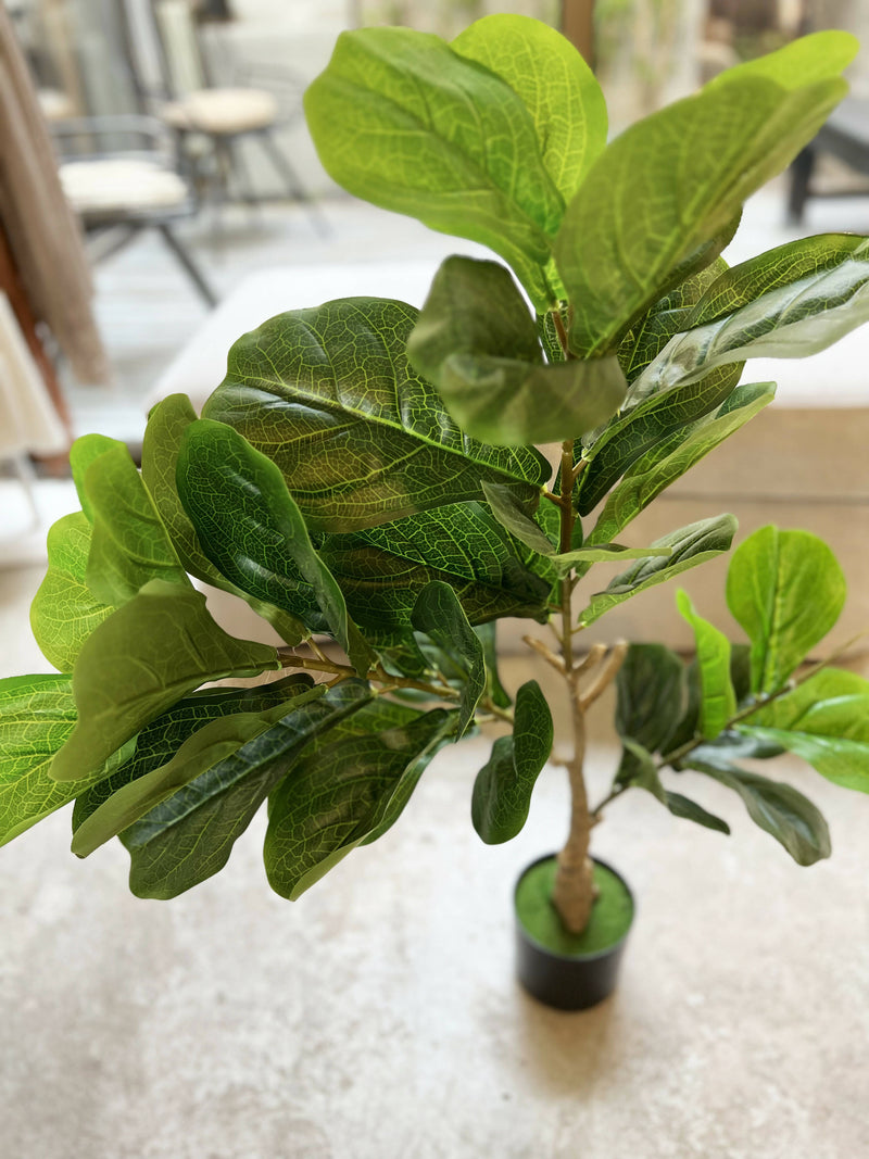 FICUS ARTIFICIAL