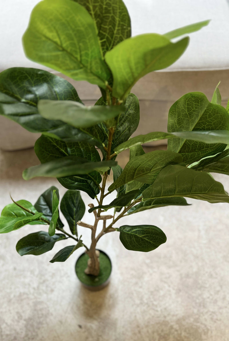 FICUS ARTIFICIAL