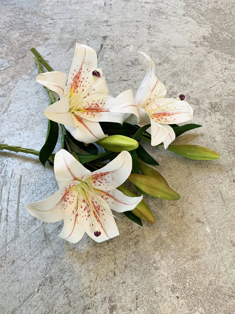 LILIUM JASPEADO CORTO