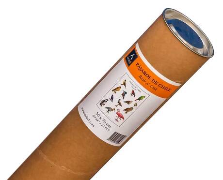 Poster - Láminas con 15 pájaros chilenos